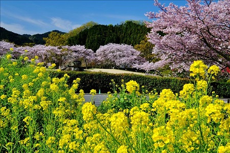 明日香村(イメージ)※桜と菜の花の見頃は3月下旬から４月中旬【お客様撮影：PN：カズサン様(奈良県在住)】