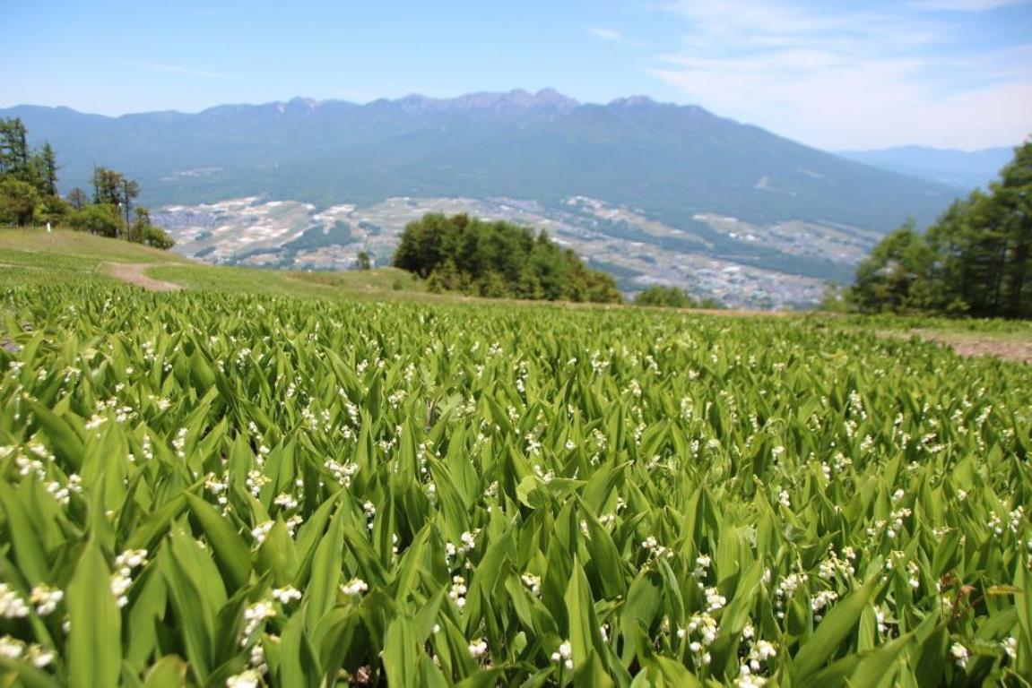 入笠山のスズラン群生地（花の見ごろは例年5月中旬〜6月中旬）