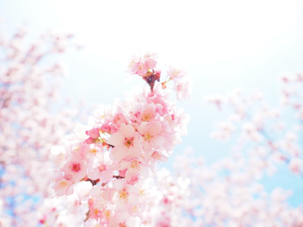 春の光が桜を照らす（撮影／吉住志穂）