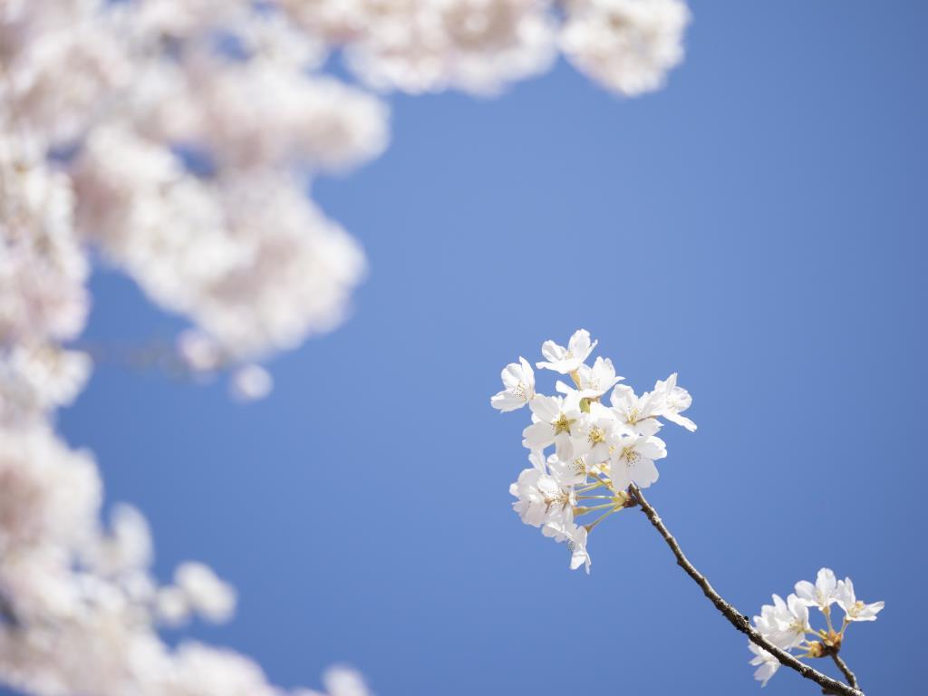 春の青空と桜（撮影／吉住志穂）